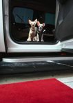 Limo_Dogs
