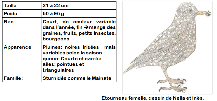 Projet Oiseaux Létourneau Sansonnet Journal