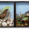 Quaint victorian case featuring two seasonal scenes of a blue jay and another. 