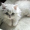 tumblr_mtiv46VEtc1qiqw4ao1_500