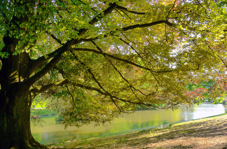 Arbre_001