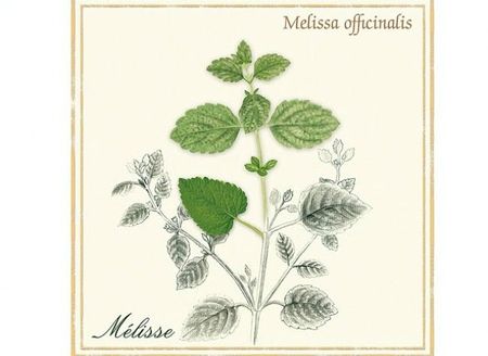 melissa-l650-h474-c