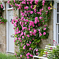 &rose10
