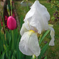 Iris 'Avanelle' ( blanc)
