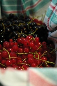 Clafoutis Aux Groseilles Et Cassis Un Livre Gourmand