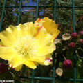 Opuntia - figuier de Barbarie