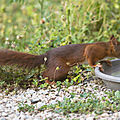 Cacahuète - l'écureuil roux - n'est pas venue seule ce matin ...
