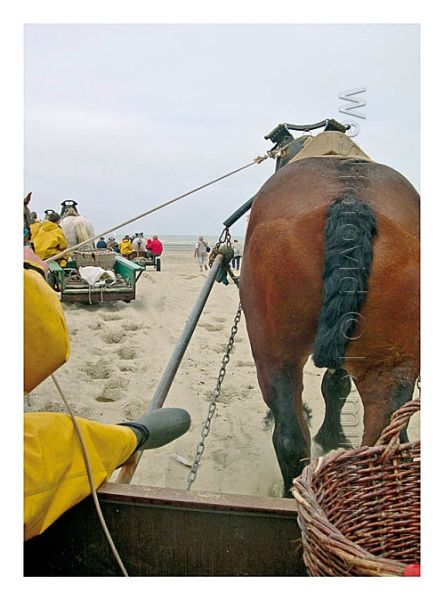 Paardenvissers042-verleau0000
