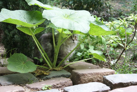 chat3