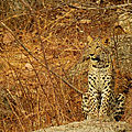 Inde - un passage à faune relie 2 aires protégées près de mumbai (bombay)