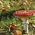 Amanita Muscaria