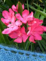 SAM_5880
