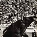 Lucien clergue (né en 1934) toros muertos, 1961.