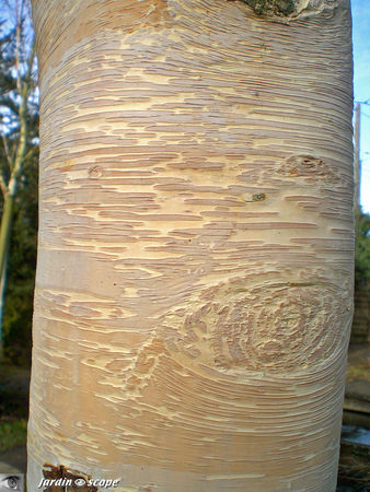 Betula_Bouleau