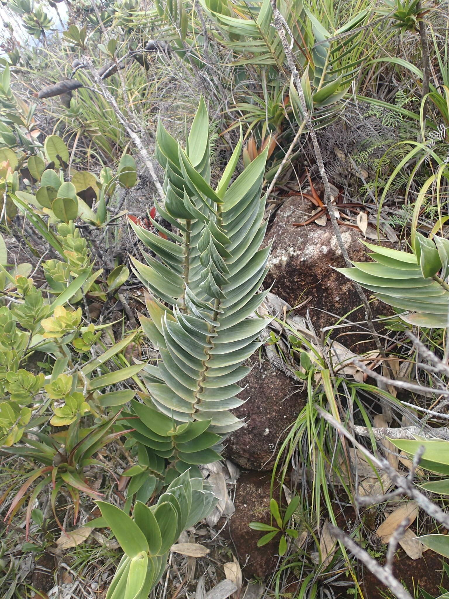 photo 25- Pruine sur feuilles de Greslania montana