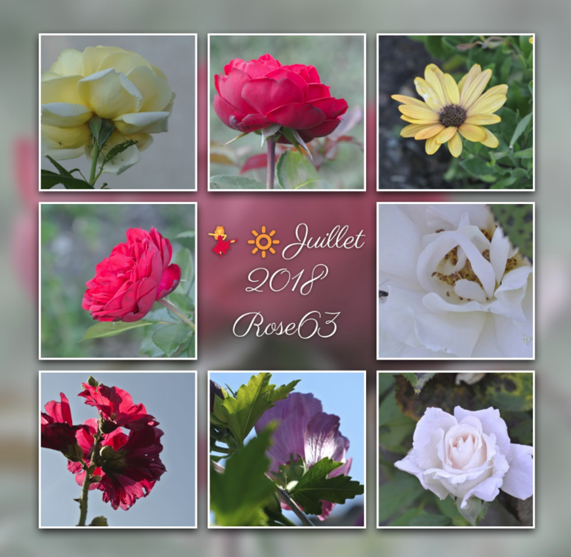 bel été 2018 Rose63