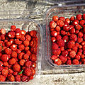 Fraises des bois !