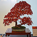 Erable du Japon - Acer palmatum