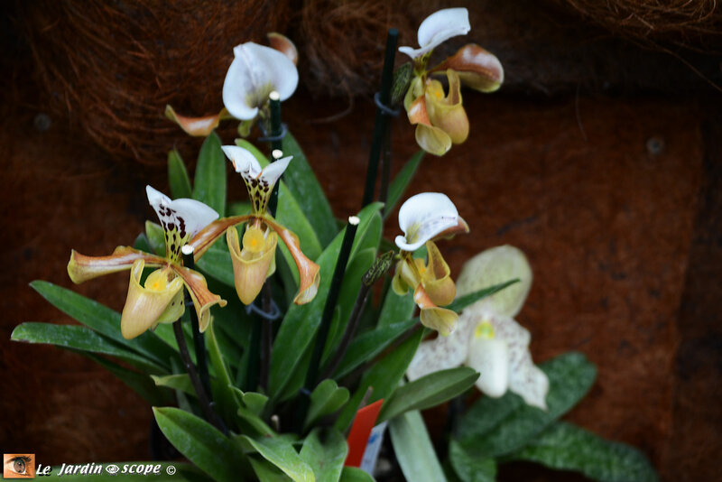 PAT_9278 Orchidées 2019 Orléans