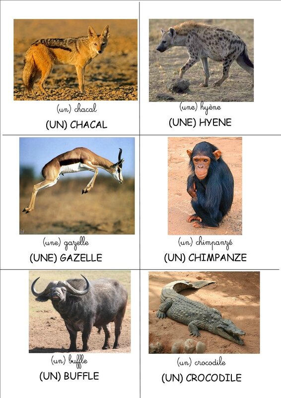 loto animaux d'afrique images 4