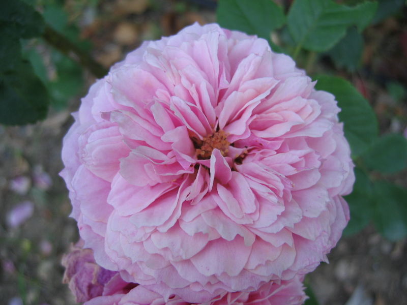 William_Christie_Rosa_Generosa_Guillot