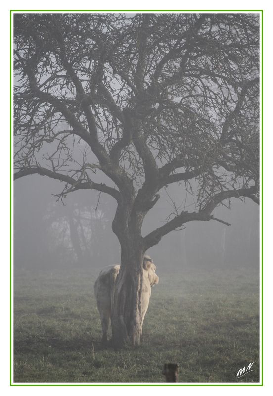 Vache_2010_11_20_1428_GF