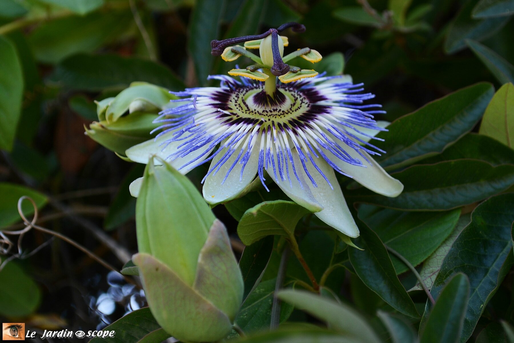 Ces fleurs spectaculaires éveillent la passion ! - Le JardinOscope, toute  la flore et la faune de nos parcs et jardins