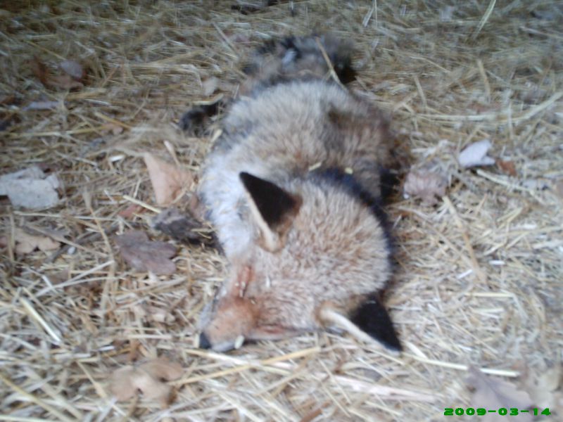 Renard Mort Photo De Nature Morte Naturetsport Et Balade Dans La Nature