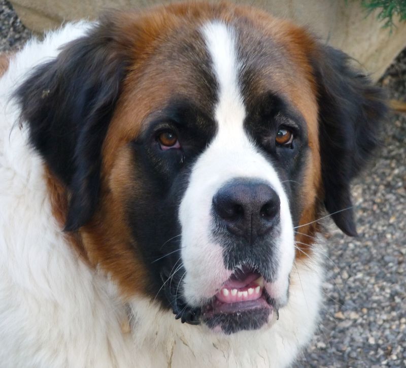 Le Chien Saint Bernard La Faune Au Fil Des Randos