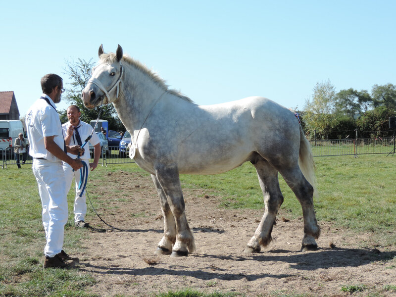 Hercule de Tourville - 21 Septembre 2019 - National Etalons - Samer (62) - 9e (2 ans) - Approuvé pour la Reproduction