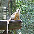 singe écureuil