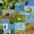 Classification des oiseaux d'argentine