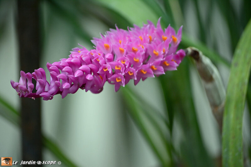 PAT_9272 Orchidées 2019 Orléans