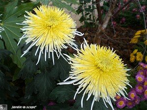 Chrysanthemes_10