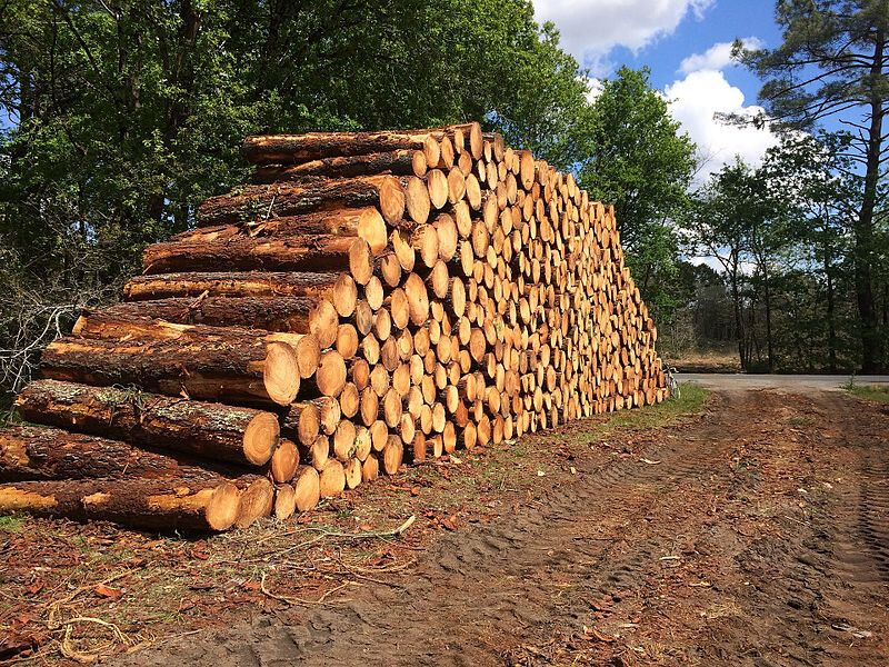 Bois_coupé_en_bordure_de_chemin