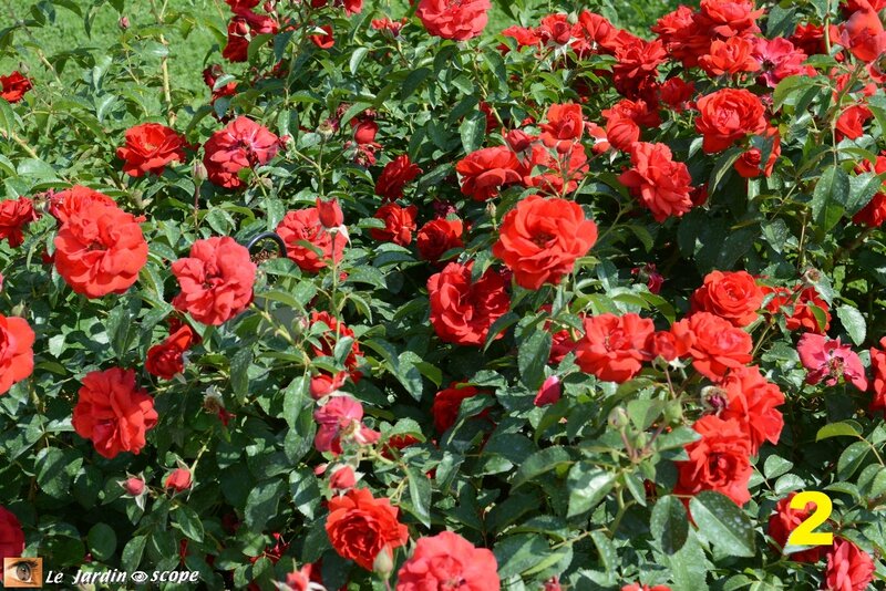 02-Concours international de roses d'Orléans 2016