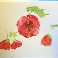 aquarelle d'après un abutilon en pot...