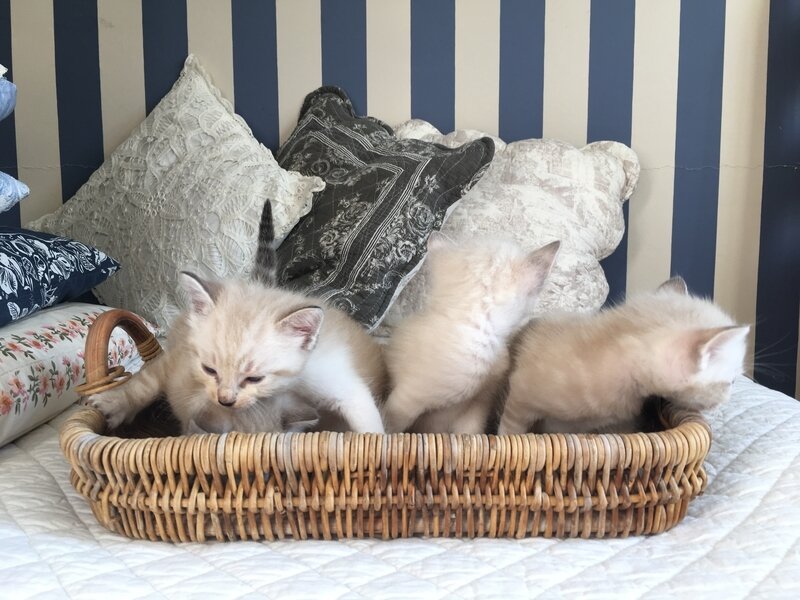 minuscule jeune chatte noire