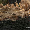 DSC03026