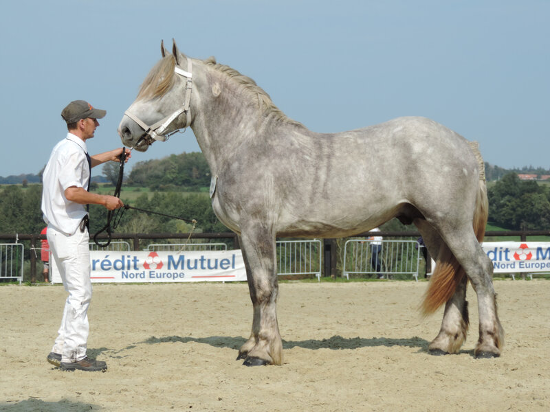 Iguane du Boncoin - 19 Septembre 2020 - Concours des Etalons Boulonnais - Samer (62) - 2e (2 ans - grandes tailles (1m65 et plus)) Approuvé