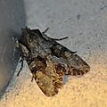 Lacanobia w-latinum ( La Noctuelle du Genêt)