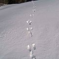 Qui a marché dans la neige Hautes-Alpes SuperDevoluy
