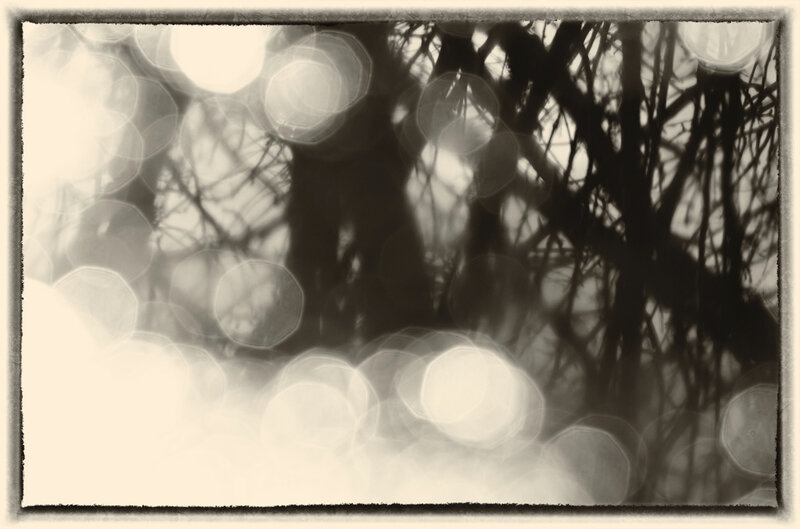 Flaques reflets soleil arbres 250121 1