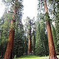 Roadtrip californie #09 sequoia park et kings canyon
