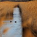 Petite camargue (4)