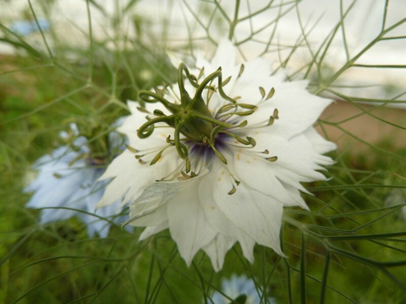 nigelle de Damas blanche - Photo de dans mon jardin de printemps il y a...  - Capucine au jardin