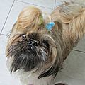 Isis Shi Tzu 