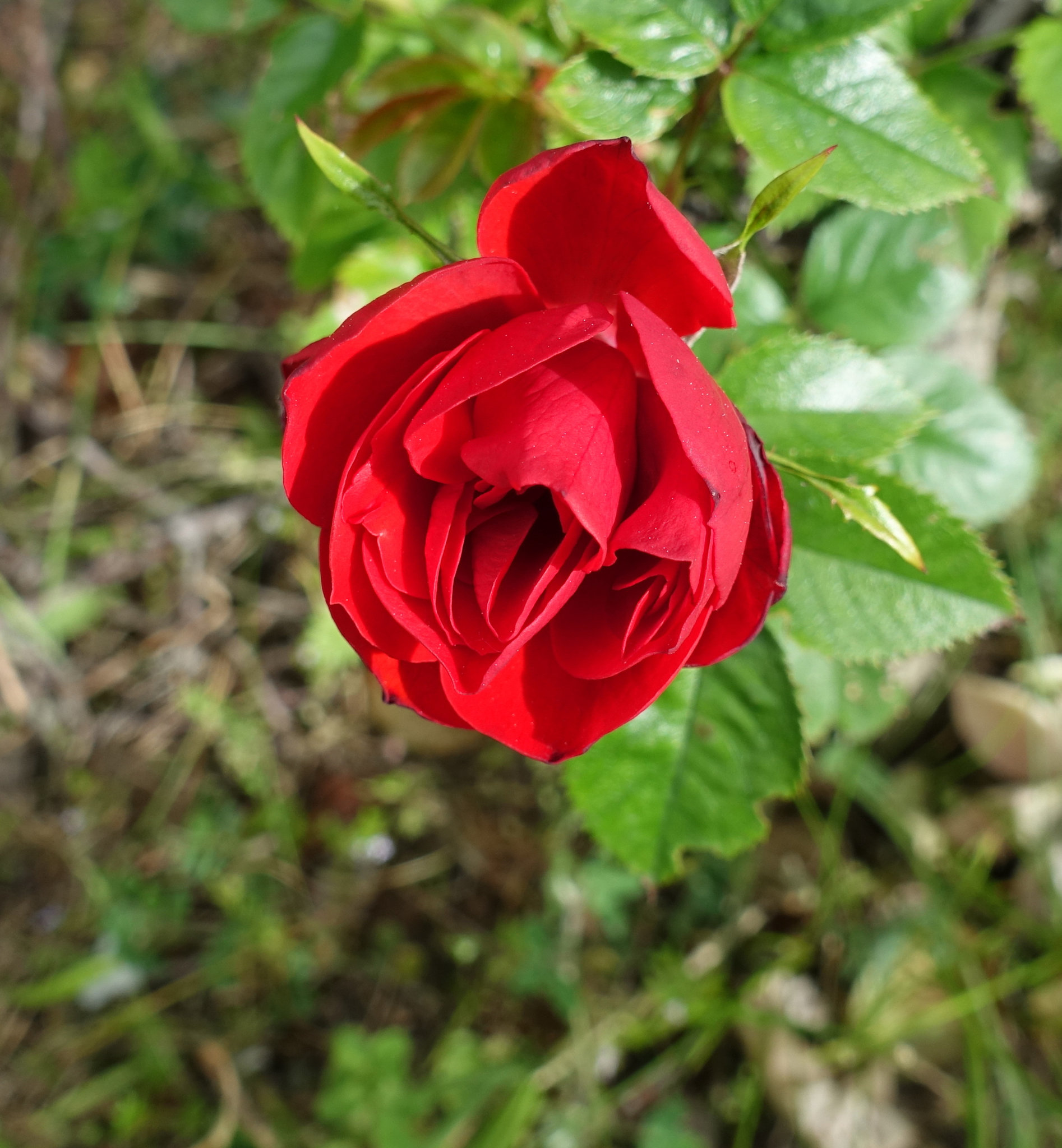 Une belle rose rouge - Vous et moi