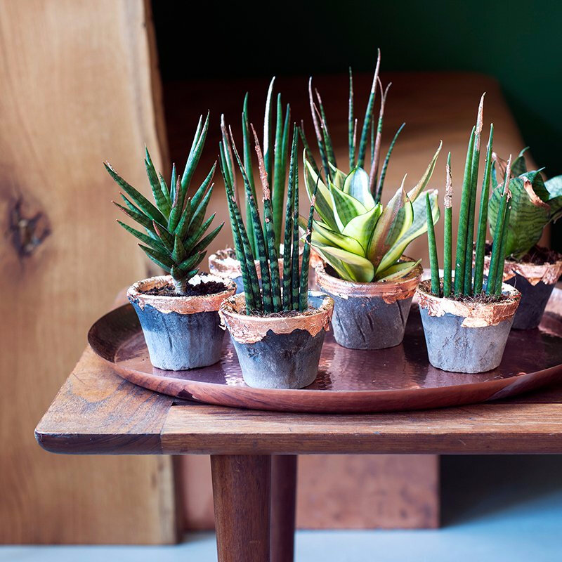 Les objets DIY-Plante cuivre