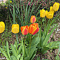 Les tulipes du jardin millésime 2023...